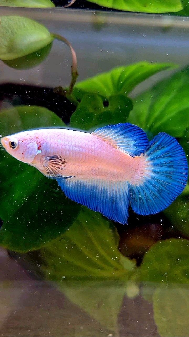 FEMALE HALFMOON BLUE RIM BETTA FISH
