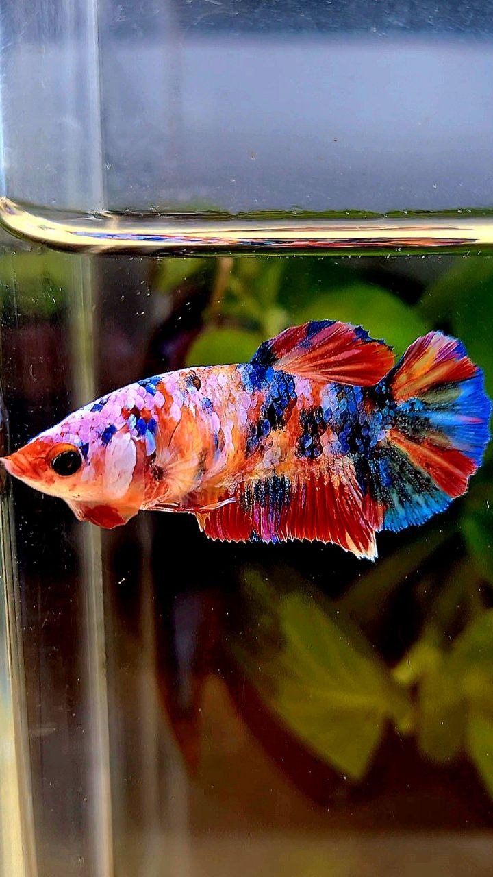 FEMALE PLAKAT RAINBOW GALAXY MULTICOLOR BETTA FISH