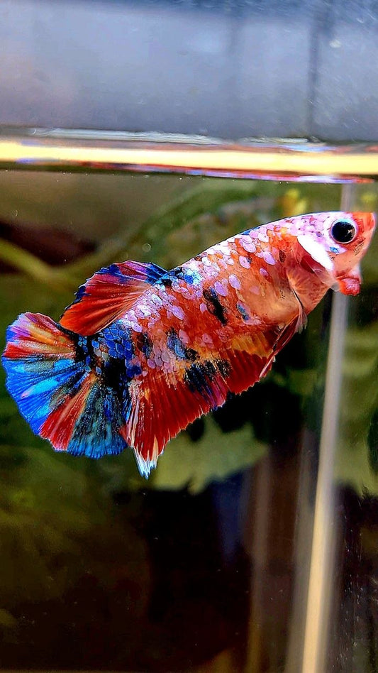 FEMALE PLAKAT RAINBOW GALAXY MULTICOLOR BETTA FISH