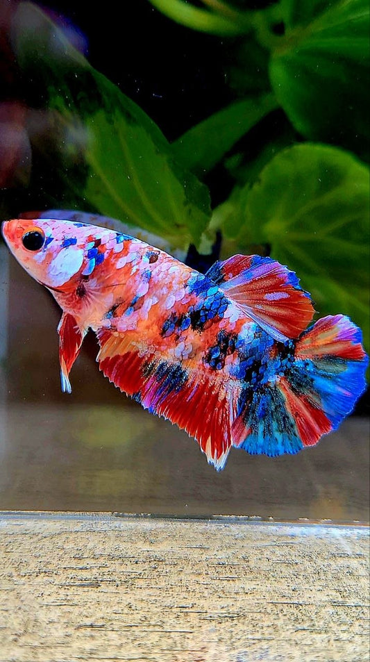 FEMALE PLAKAT RAINBOW GALAXY MULTICOLOR BETTA FISH