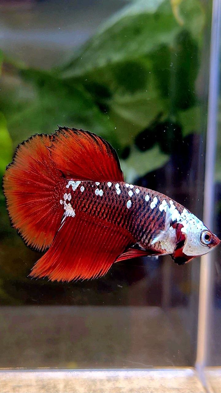 HALFMOON RED MAMBA SAMURAI MASKING BETTA FISH