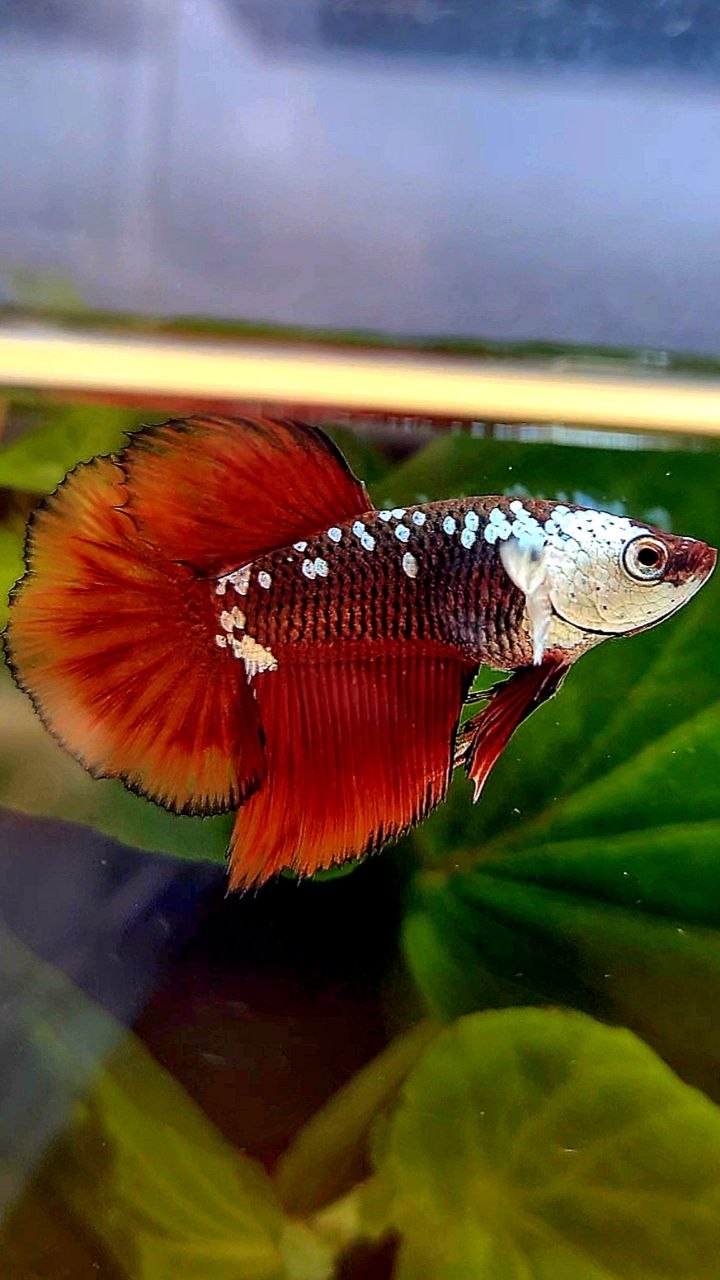 HALFMOON RED MAMBA SAMURAI MASKING BETTA FISH