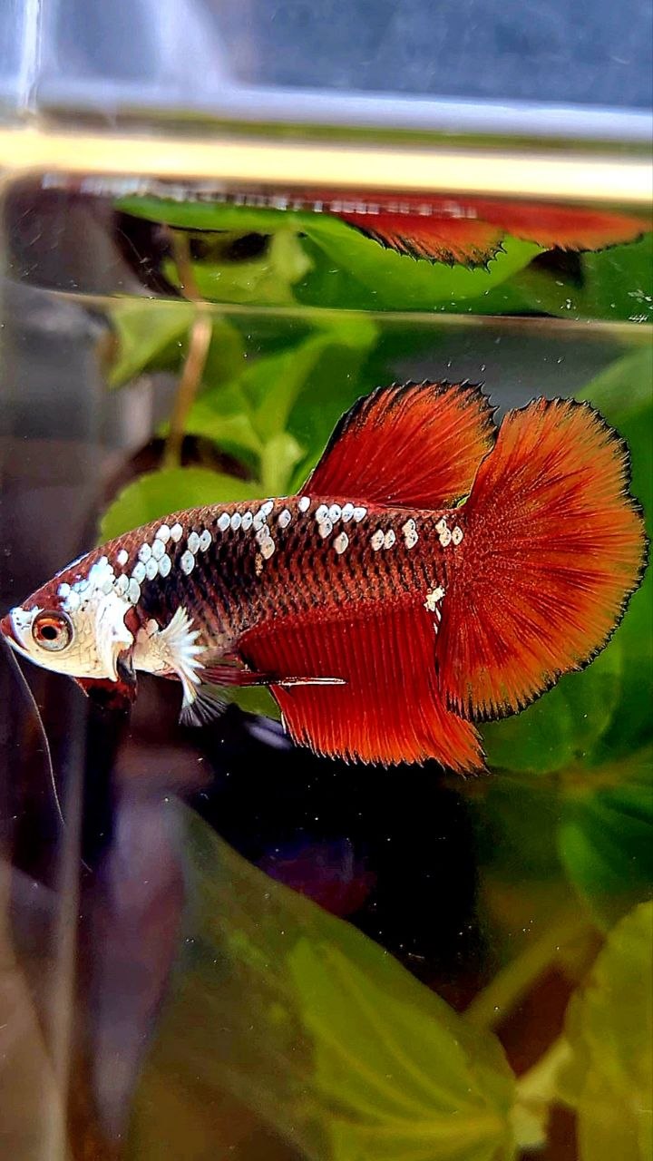 HALFMOON RED MAMBA SAMURAI MASKING BETTA FISH