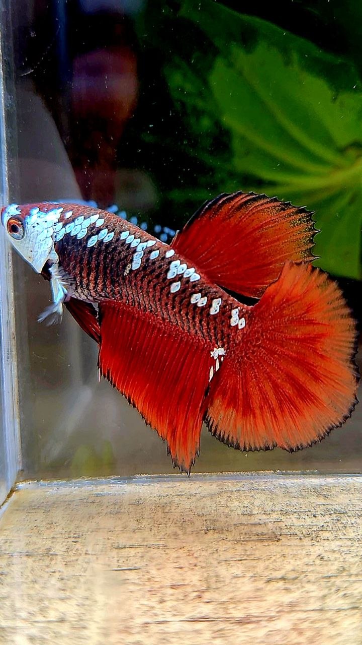 HALFMOON RED MAMBA SAMURAI MASKING BETTA FISH