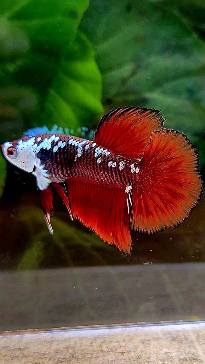 HALFMOON RED MAMBA SAMURAI MASKING BETTA FISH