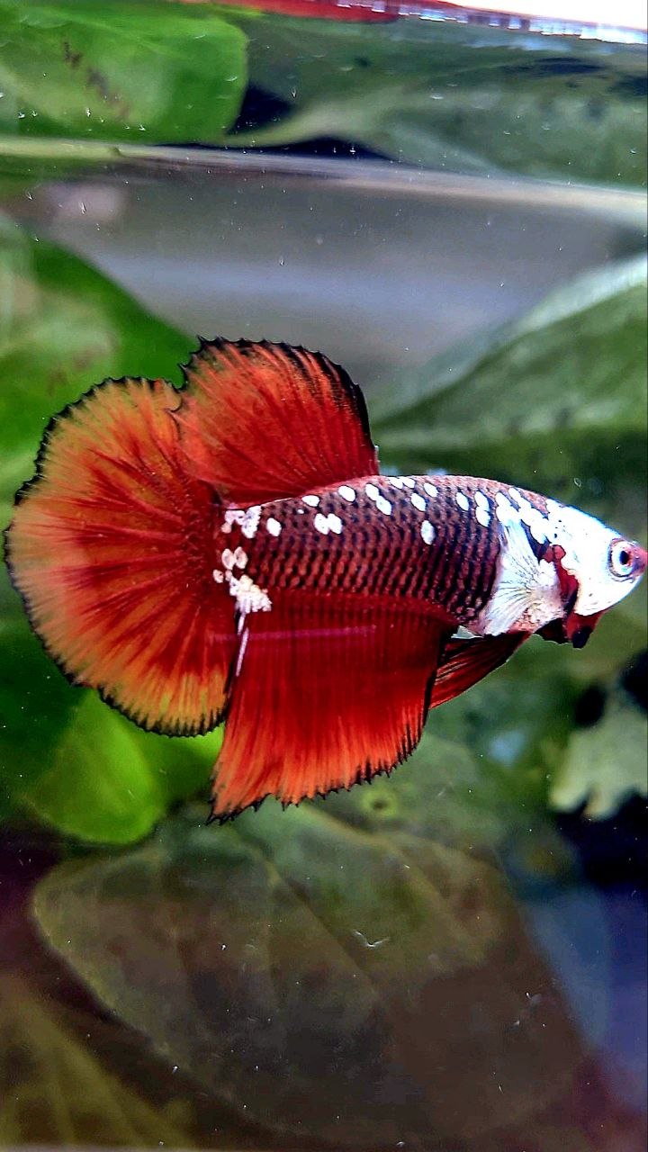 HALFMOON RED MAMBA SAMURAI MASKING BETTA FISH