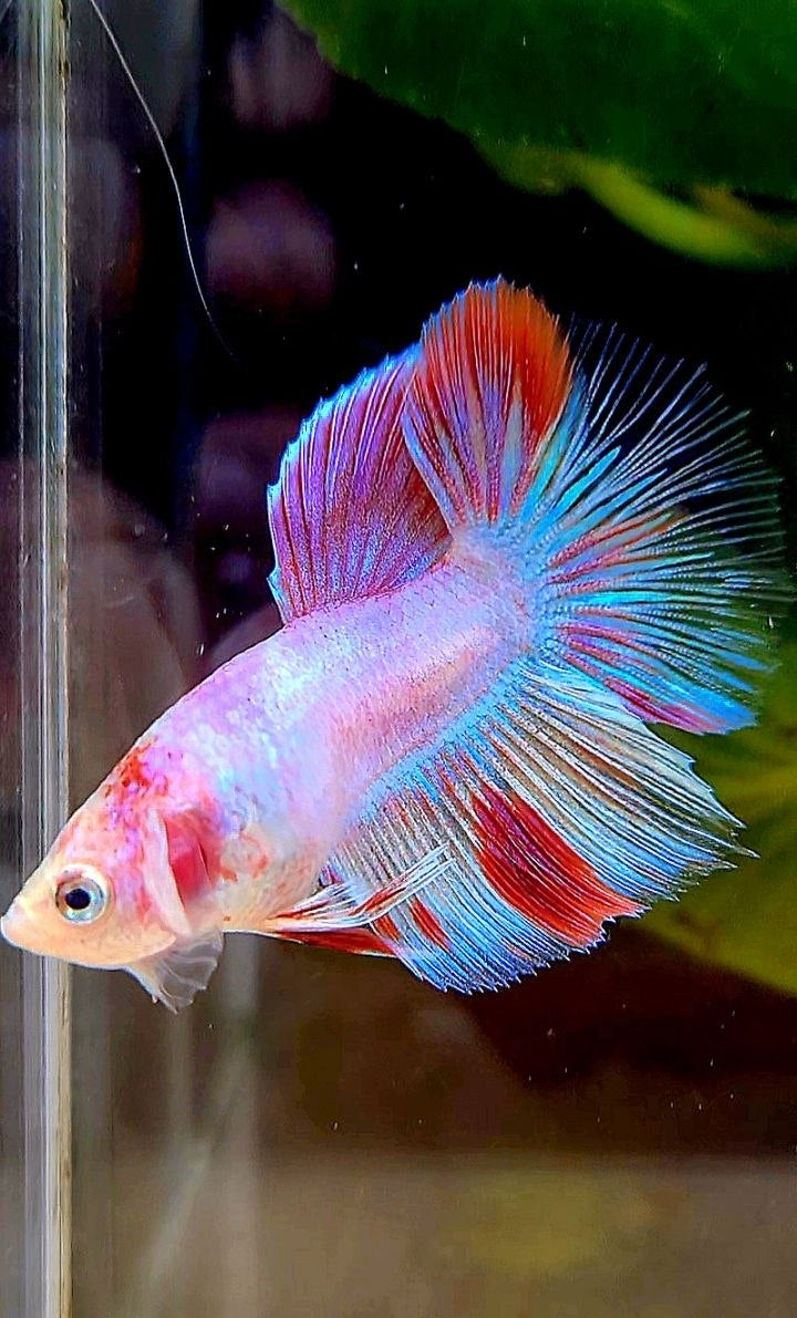 HALFMOON AOC WHITE RED UNIQUE BETTA FISH