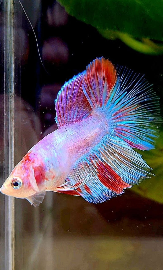 HALFMOON AOC WHITE RED UNIQUE BETTA FISH