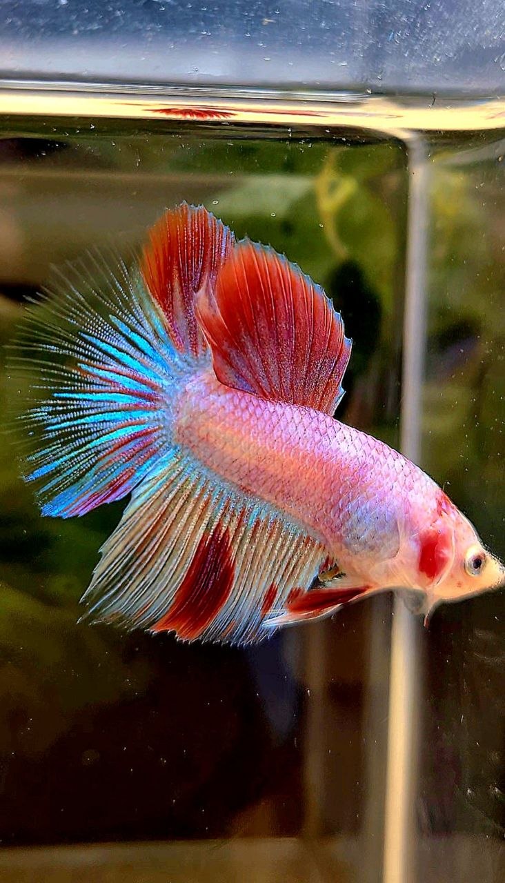 HALFMOON AOC WHITE RED UNIQUE BETTA FISH