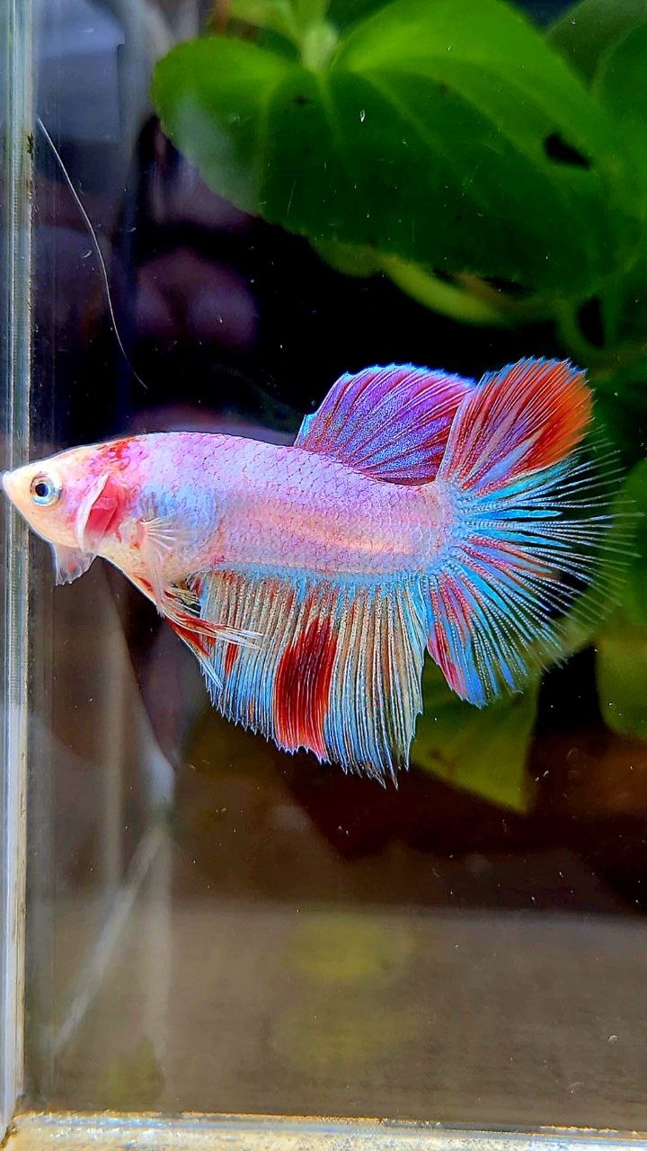 HALFMOON AOC WHITE RED UNIQUE BETTA FISH