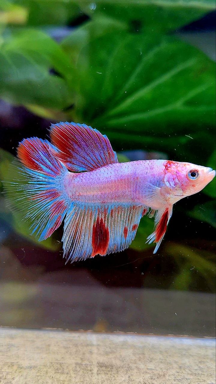 HALFMOON AOC WHITE RED UNIQUE BETTA FISH
