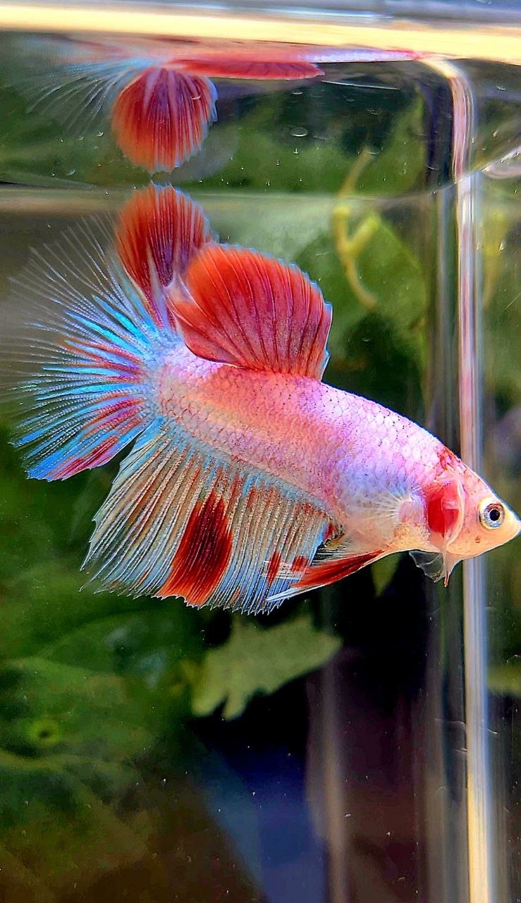 HALFMOON AOC WHITE RED UNIQUE BETTA FISH