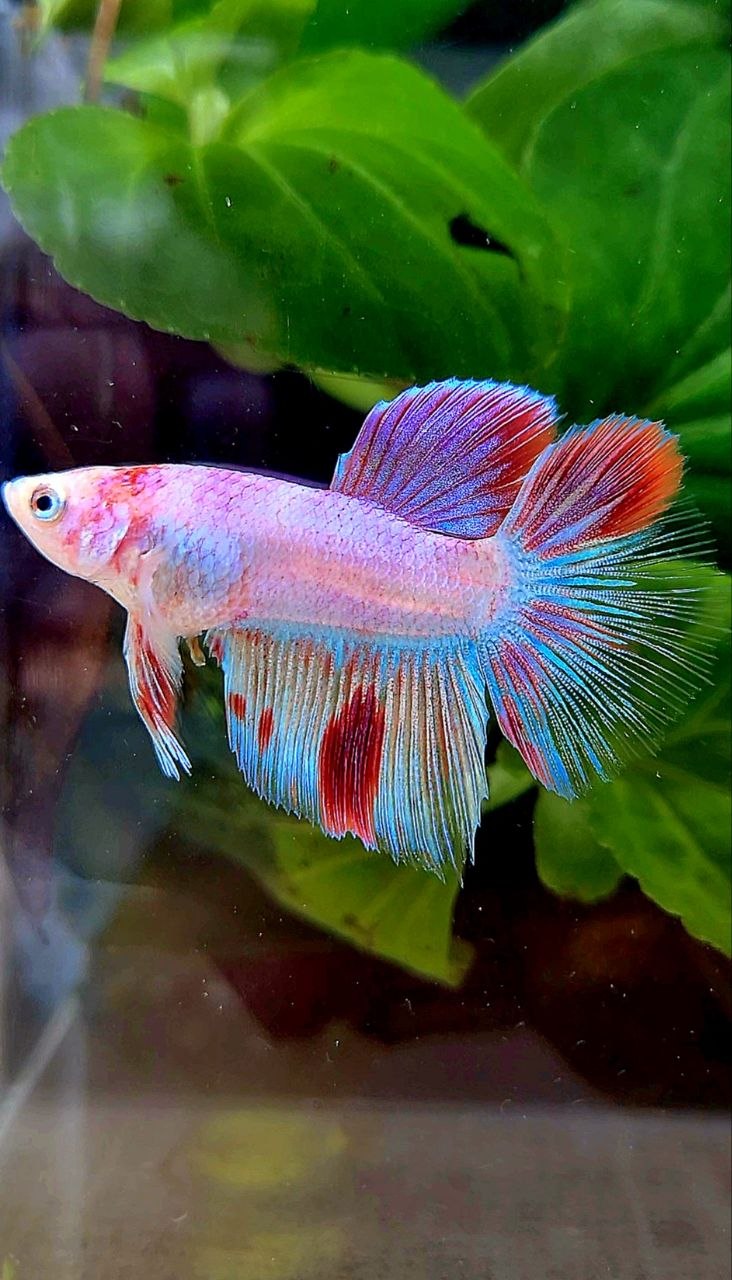 HALFMOON AOC WHITE RED UNIQUE BETTA FISH