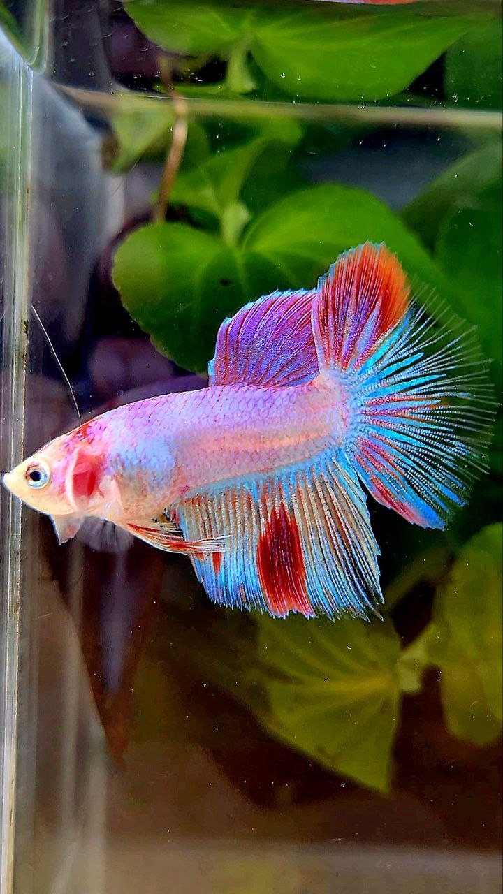 HALFMOON AOC WHITE RED UNIQUE BETTA FISH