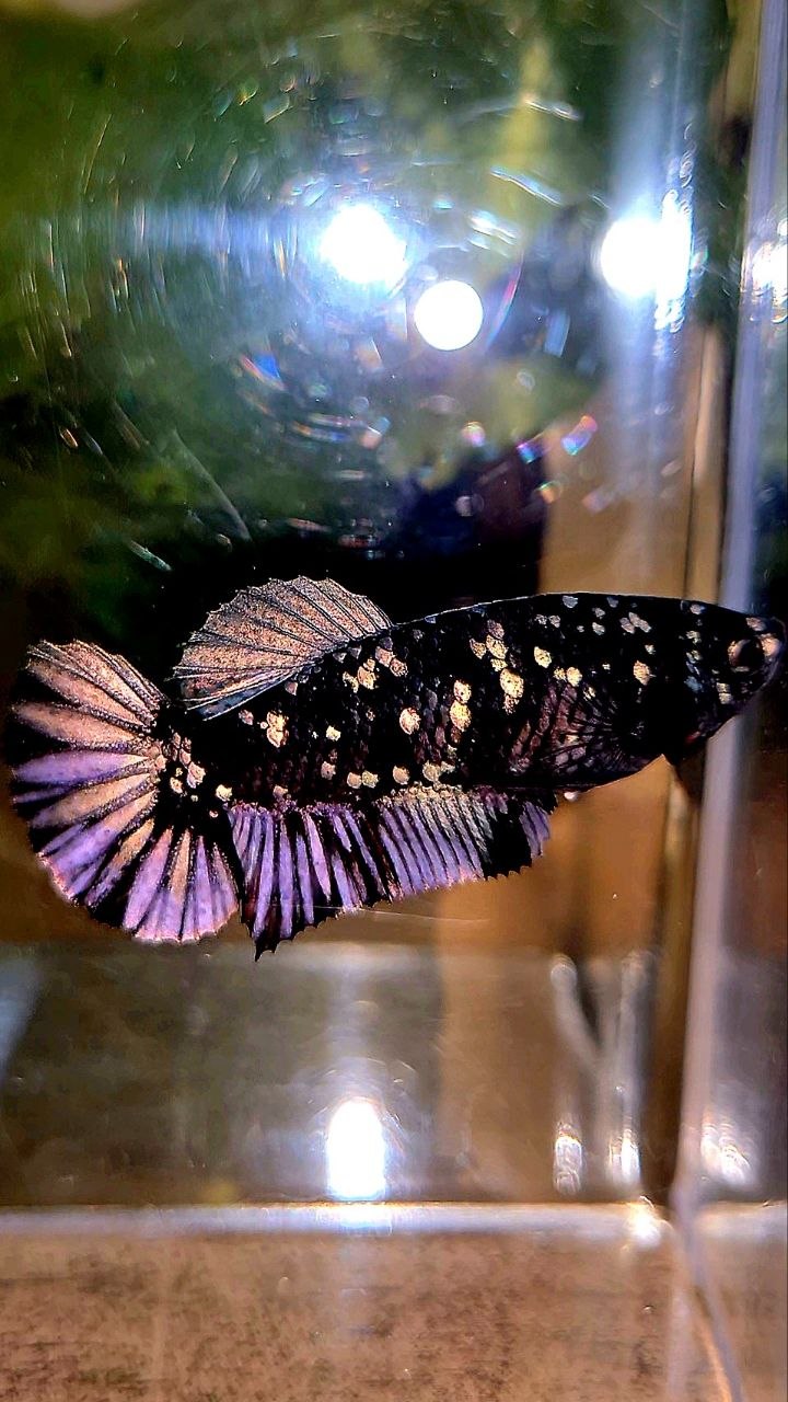 FEMALE PLAKAT BLACK COPPER SUPER GALAXY AVATAR BETTA FISH