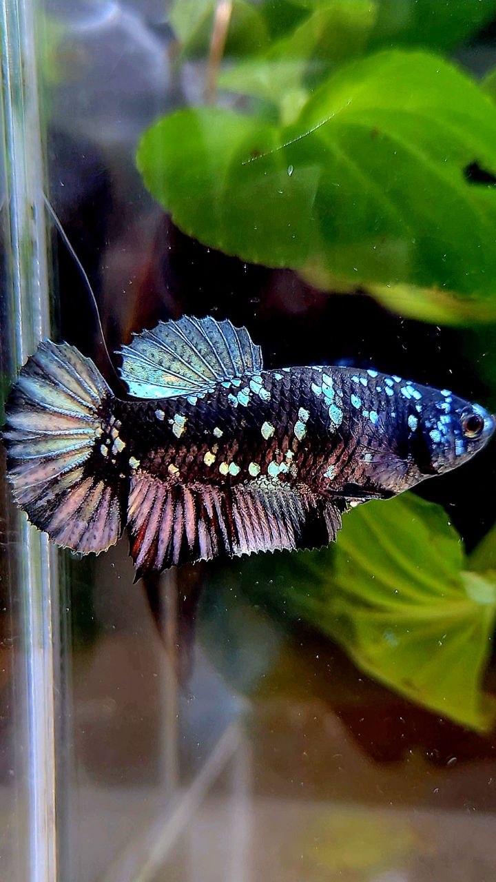 FEMALE PLAKAT BLACK COPPER SUPER GALAXY AVATAR BETTA FISH