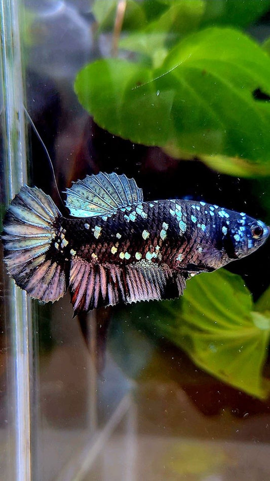 FEMALE PLAKAT BLACK COPPER SUPER GALAXY AVATAR BETTA FISH