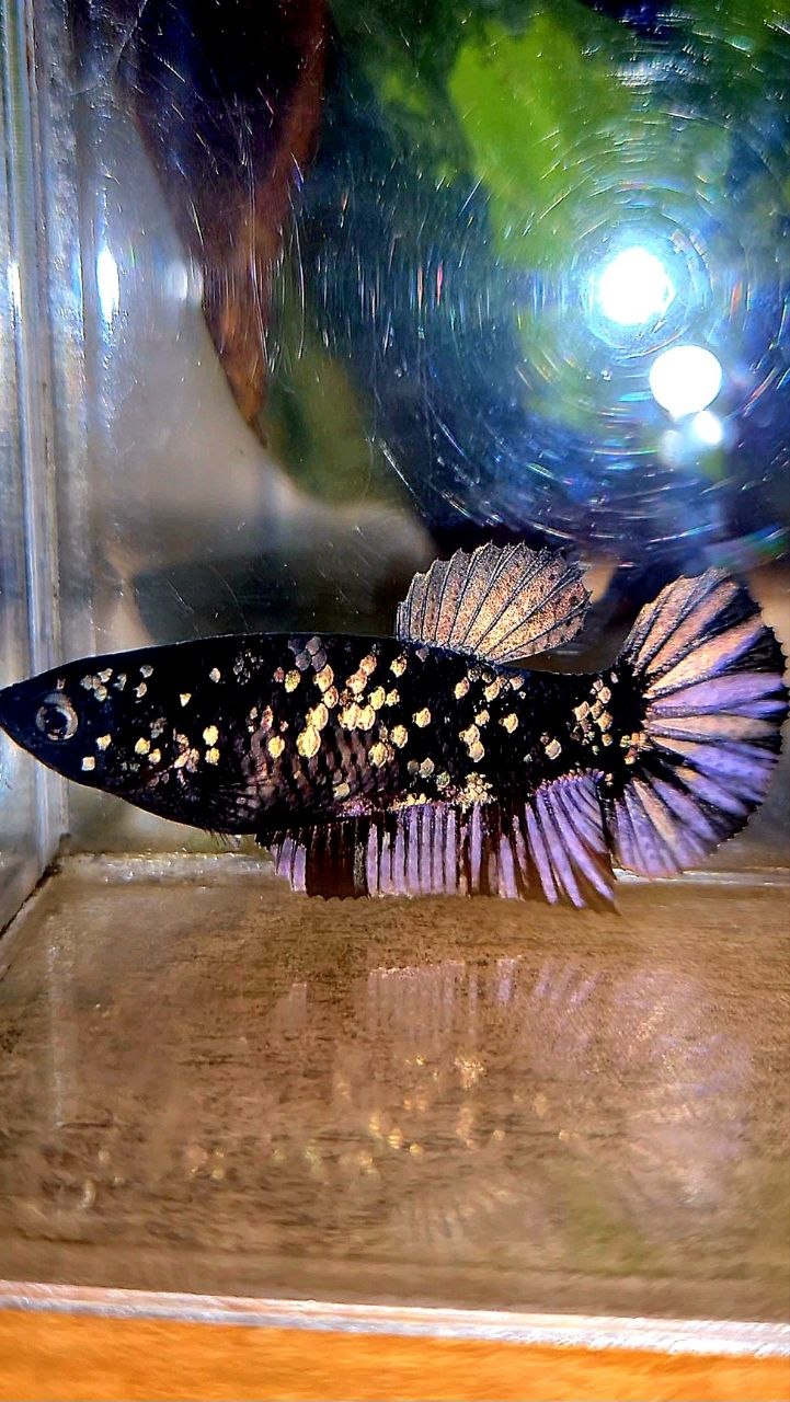 FEMALE PLAKAT BLACK COPPER SUPER GALAXY AVATAR BETTA FISH