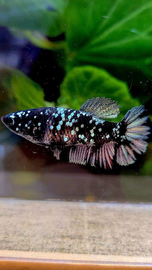 FEMALE PLAKAT BLACK COPPER SUPER GALAXY AVATAR BETTA FISH