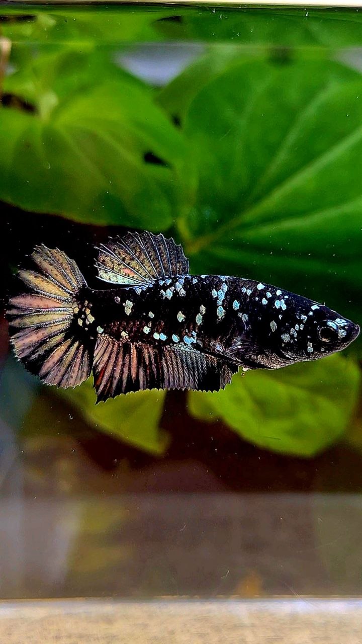 FEMALE PLAKAT BLACK COPPER SUPER GALAXY AVATAR BETTA FISH