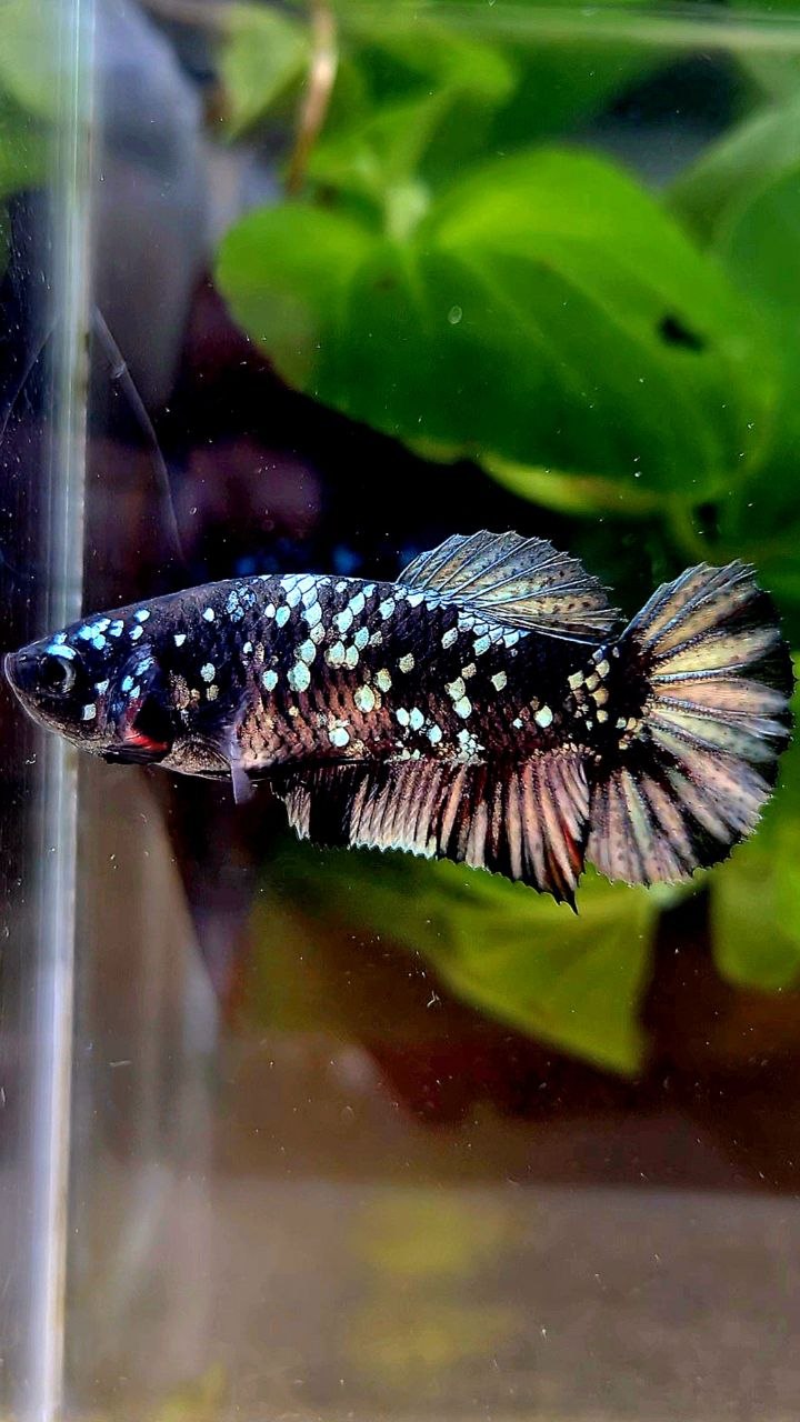 FEMALE PLAKAT BLACK COPPER SUPER GALAXY AVATAR BETTA FISH