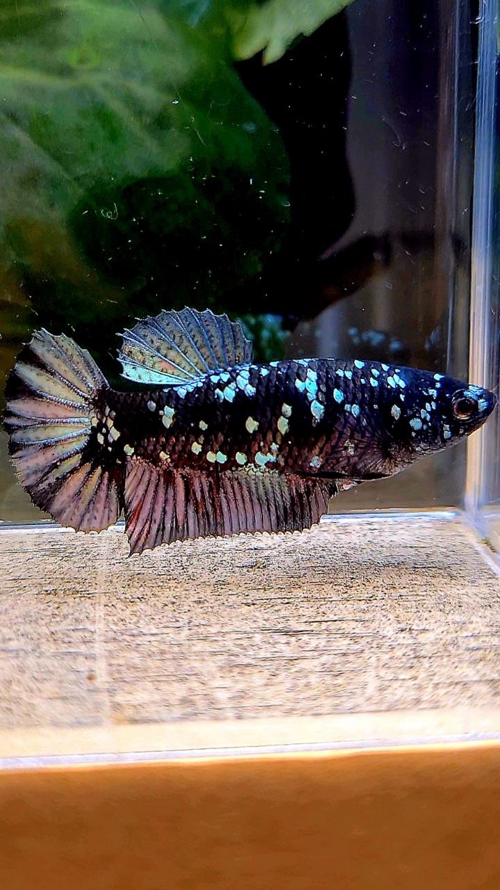 FEMALE PLAKAT BLACK COPPER SUPER GALAXY AVATAR BETTA FISH