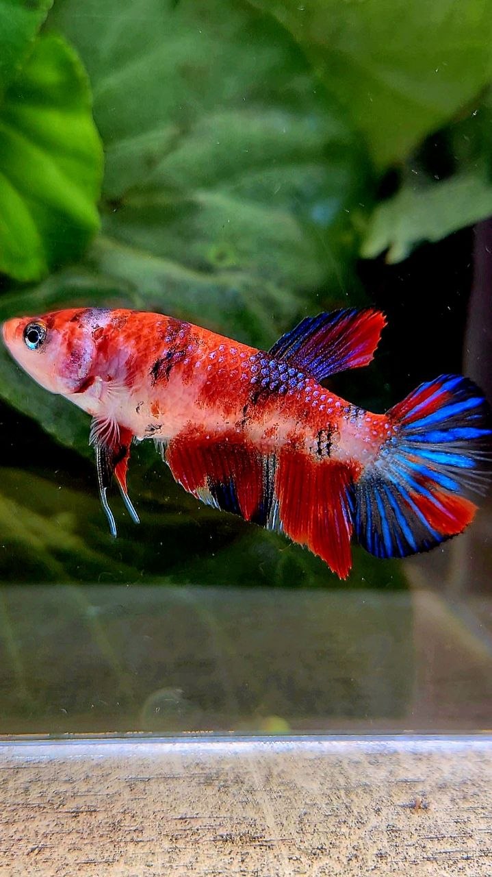 FEMALE PLAKAT METTALIC RED MULTICOLOR BETTA FISH