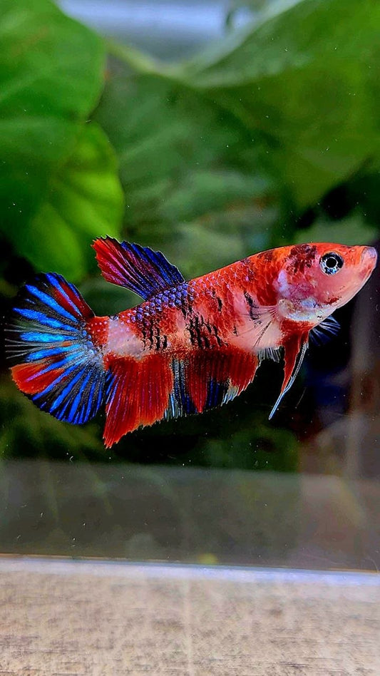 FEMALE PLAKAT METTALIC RED MULTICOLOR BETTA FISH