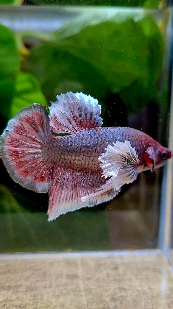 PLAKAT DUMBO EAR COPPER BETTA FISH