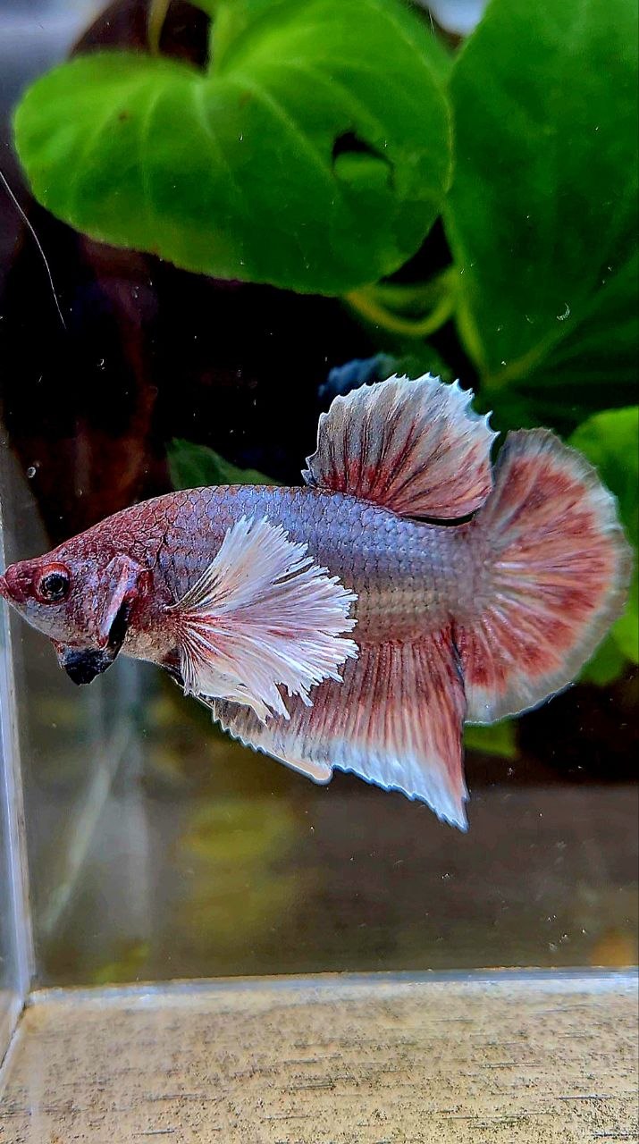 PLAKAT DUMBO EAR COPPER BETTA FISH