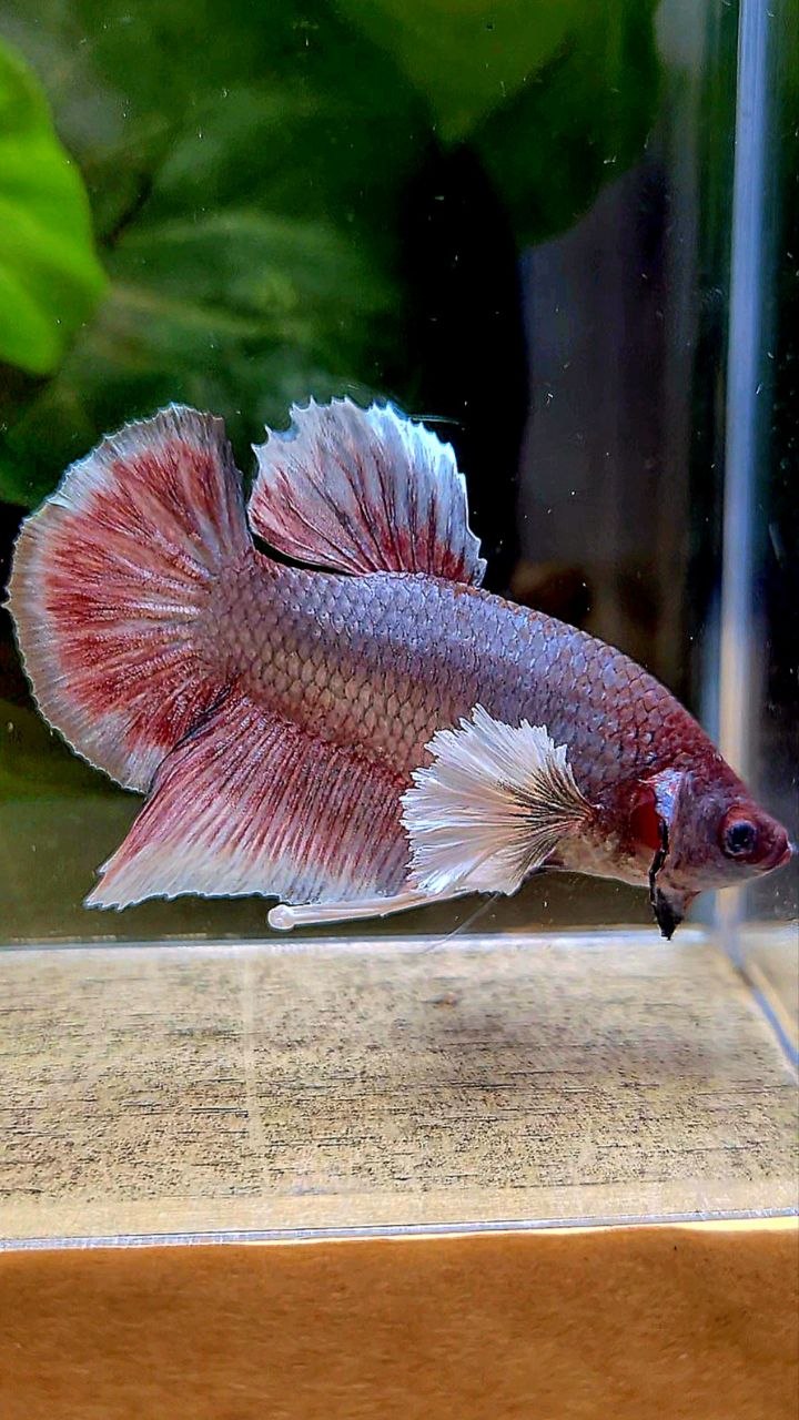 PLAKAT DUMBO EAR COPPER BETTA FISH