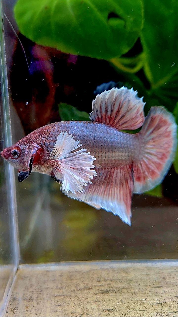 PLAKAT DUMBO EAR COPPER BETTA FISH