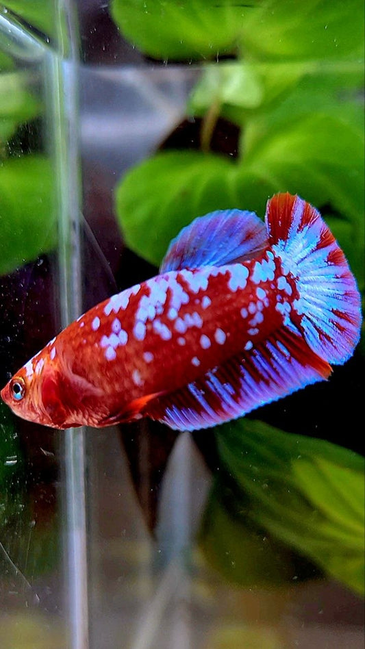 FEMALE PLAKAT SUPER GALAXY RED PURPLE RPG BETTA FISH