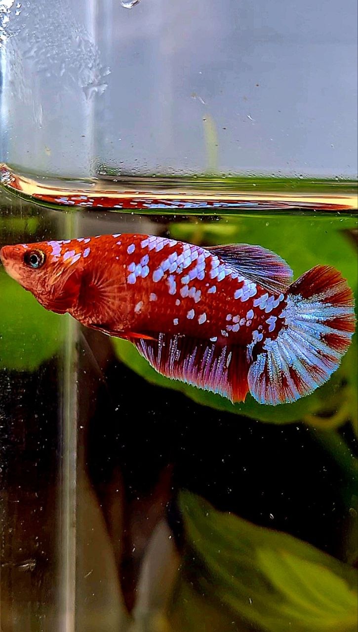 FEMALE PLAKAT SUPER GALAXY RED PURPLE RPG BETTA FISH