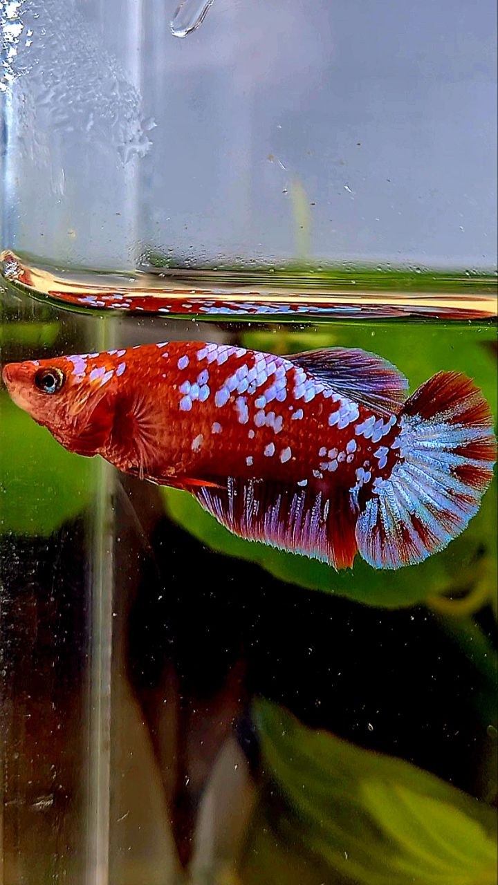 FEMALE PLAKAT SUPER GALAXY RED PURPLE RPG BETTA FISH