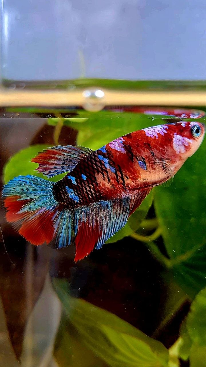FEMALE HALFMOON RED GALAXY MULTICOLOR BETTA FISH