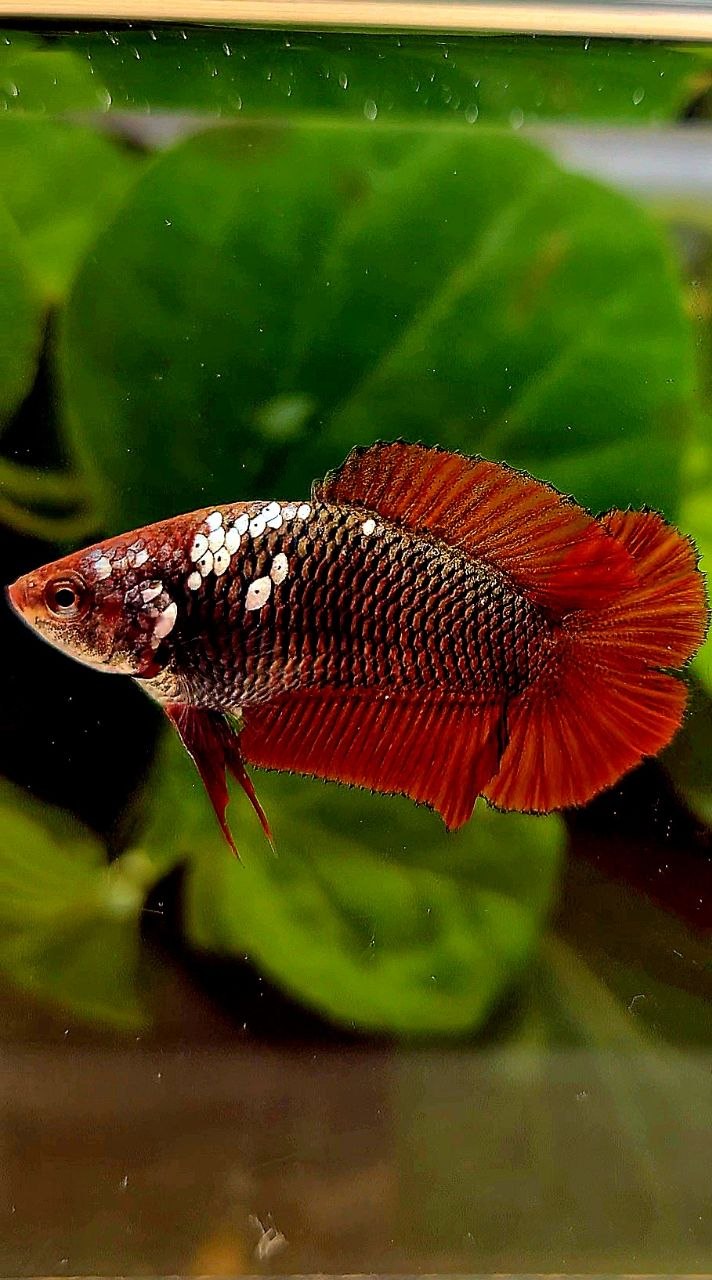 FEMALE PLAKAT DOUBLE TAIL RED MAMBA SNOW BETTA FISH