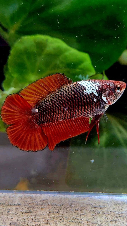 FEMALE PLAKAT DOUBLE TAIL RED MAMBA SNOW BETTA FISH