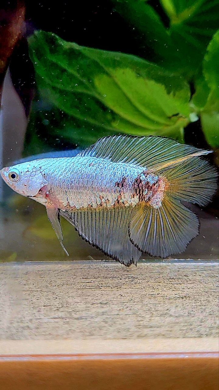 FEMALE HALFMOON DOUBLE TAIL YELLOW MAMBA COPPER BETTA FISH