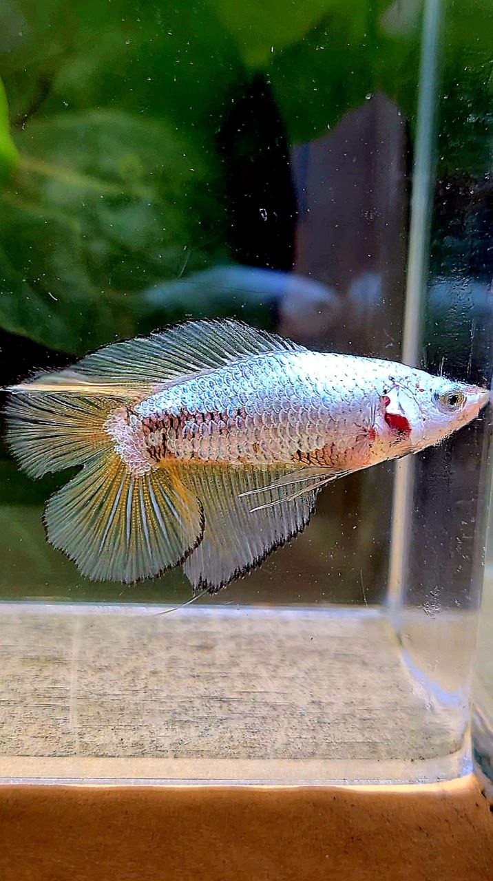 FEMALE HALFMOON DOUBLE TAIL YELLOW MAMBA COPPER BETTA FISH