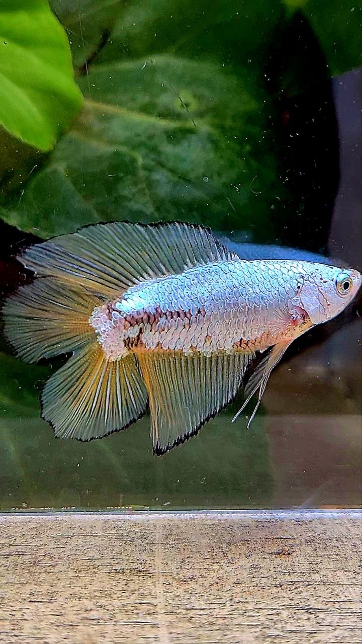 FEMALE HALFMOON DOUBLE TAIL YELLOW MAMBA COPPER BETTA FISH