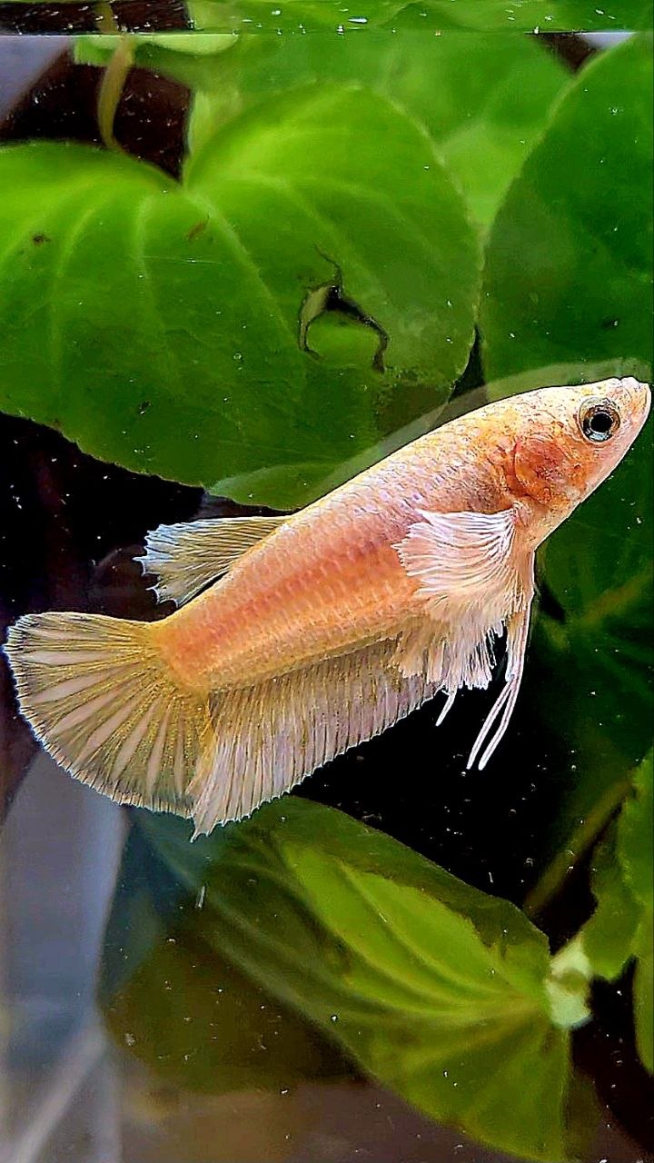 FEMALE PLAKAT DUMBO EAR GOLD BETTA FISH