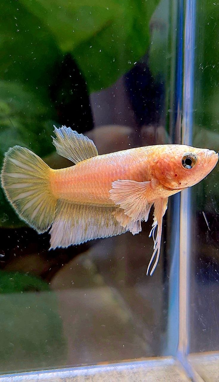 FEMALE PLAKAT DUMBO EAR GOLD BETTA FISH