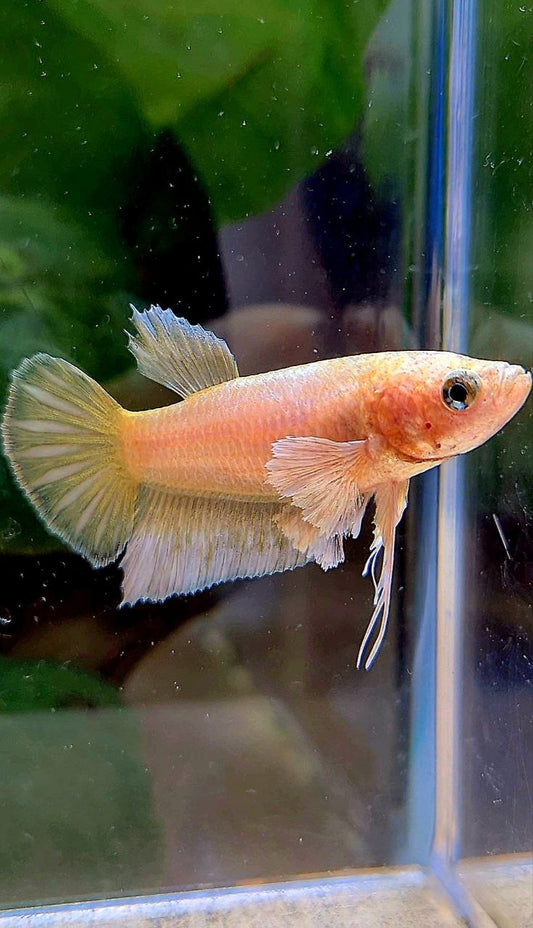 FEMALE PLAKAT DUMBO EAR GOLD BETTA FISH