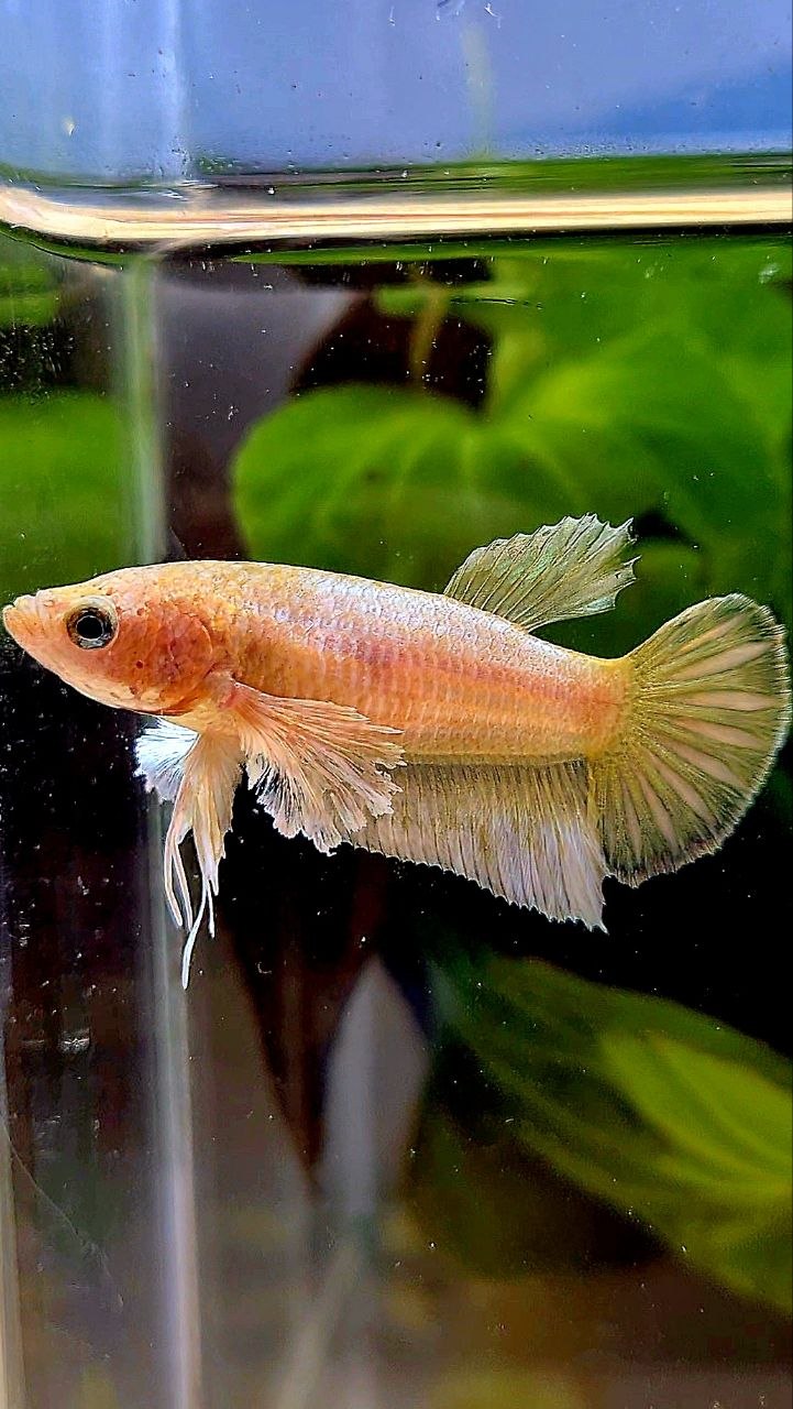 FEMALE PLAKAT DUMBO EAR GOLD BETTA FISH