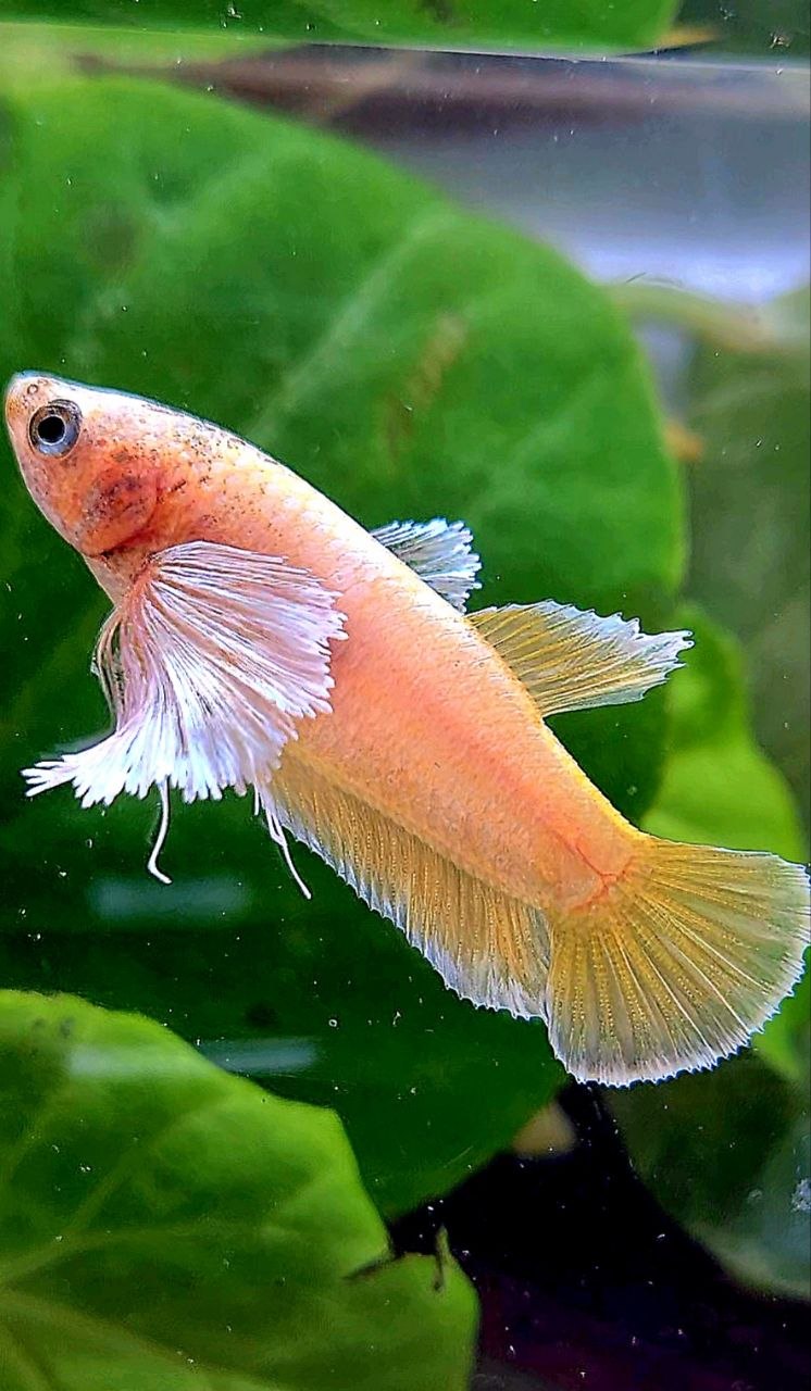 FEMALE PLAKAT DUMBO EAR GOLD BETTA FISH