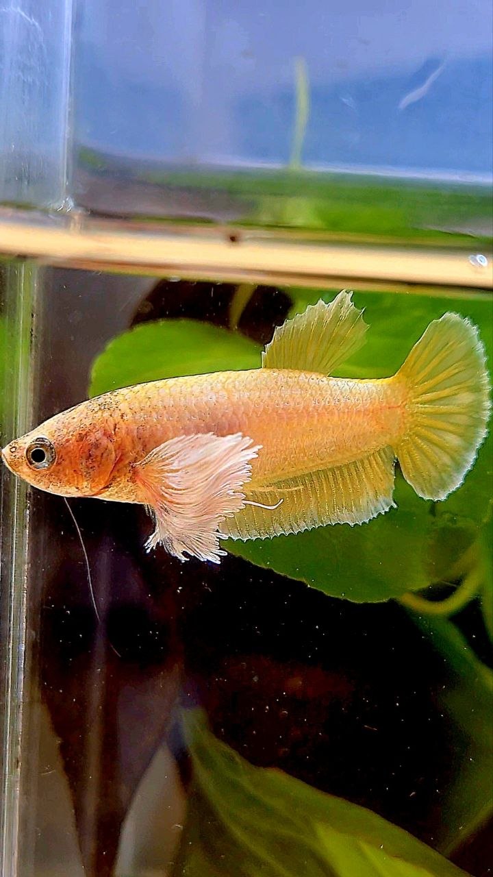 FEMALE PLAKAT DUMBO EAR GOLD BETTA FISH