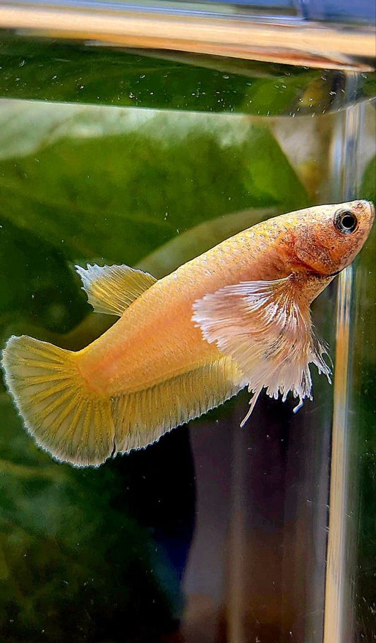 FEMALE PLAKAT DUMBO EAR GOLD BETTA FISH