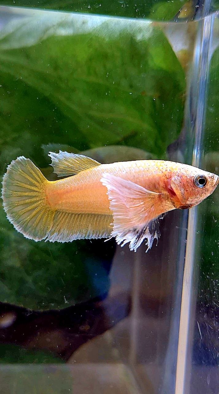 FEMALE PLAKAT DUMBO EAR GOLD BETTA FISH