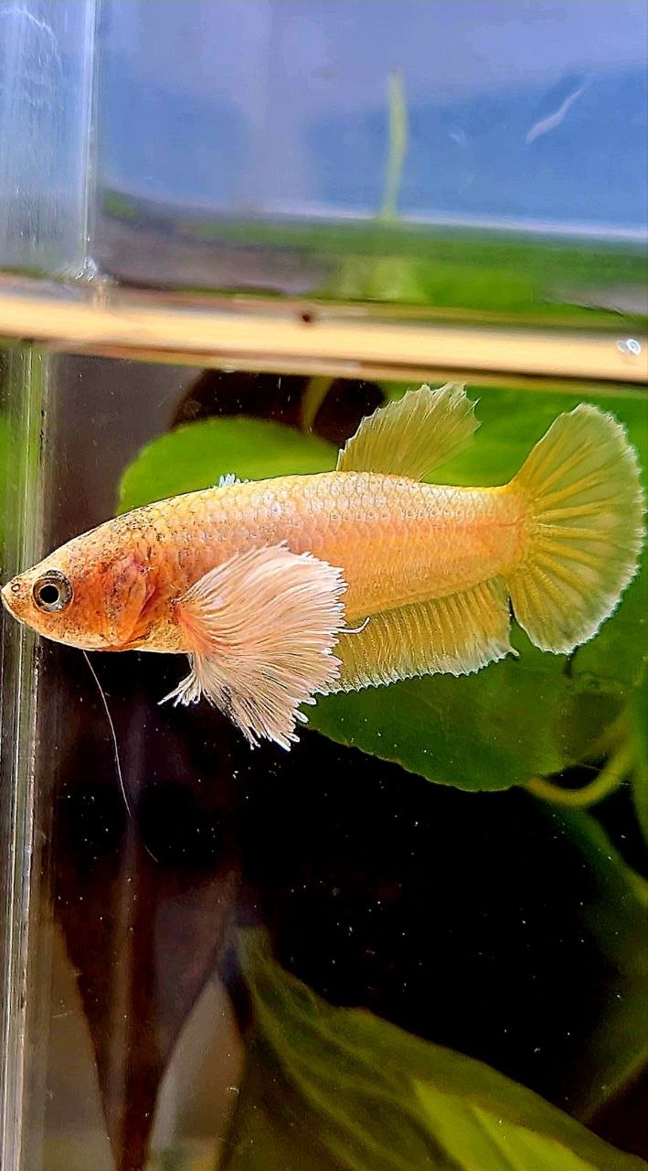 FEMALE PLAKAT DUMBO EAR GOLD BETTA FISH